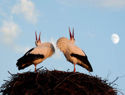 Control de Aves