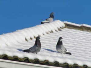 palomas tejado