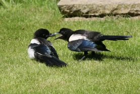 Control de Aves