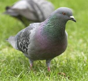 Cómo ahuyentar palomas