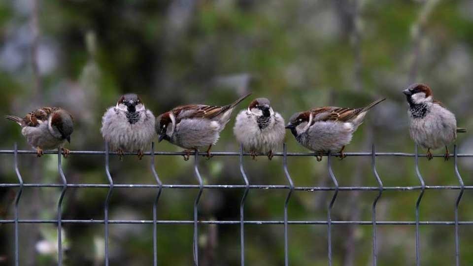 Control de Aves