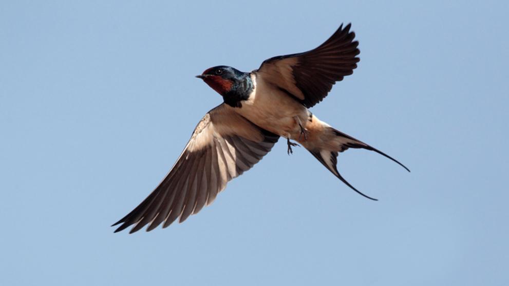 golondrina-plaga-ahuyentar-pajaros-control-de-aves