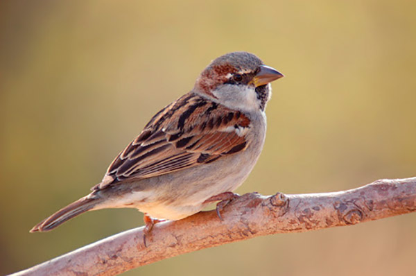 Control de Aves