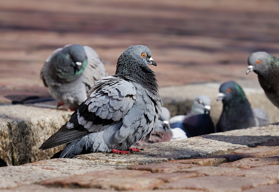 Control de Aves