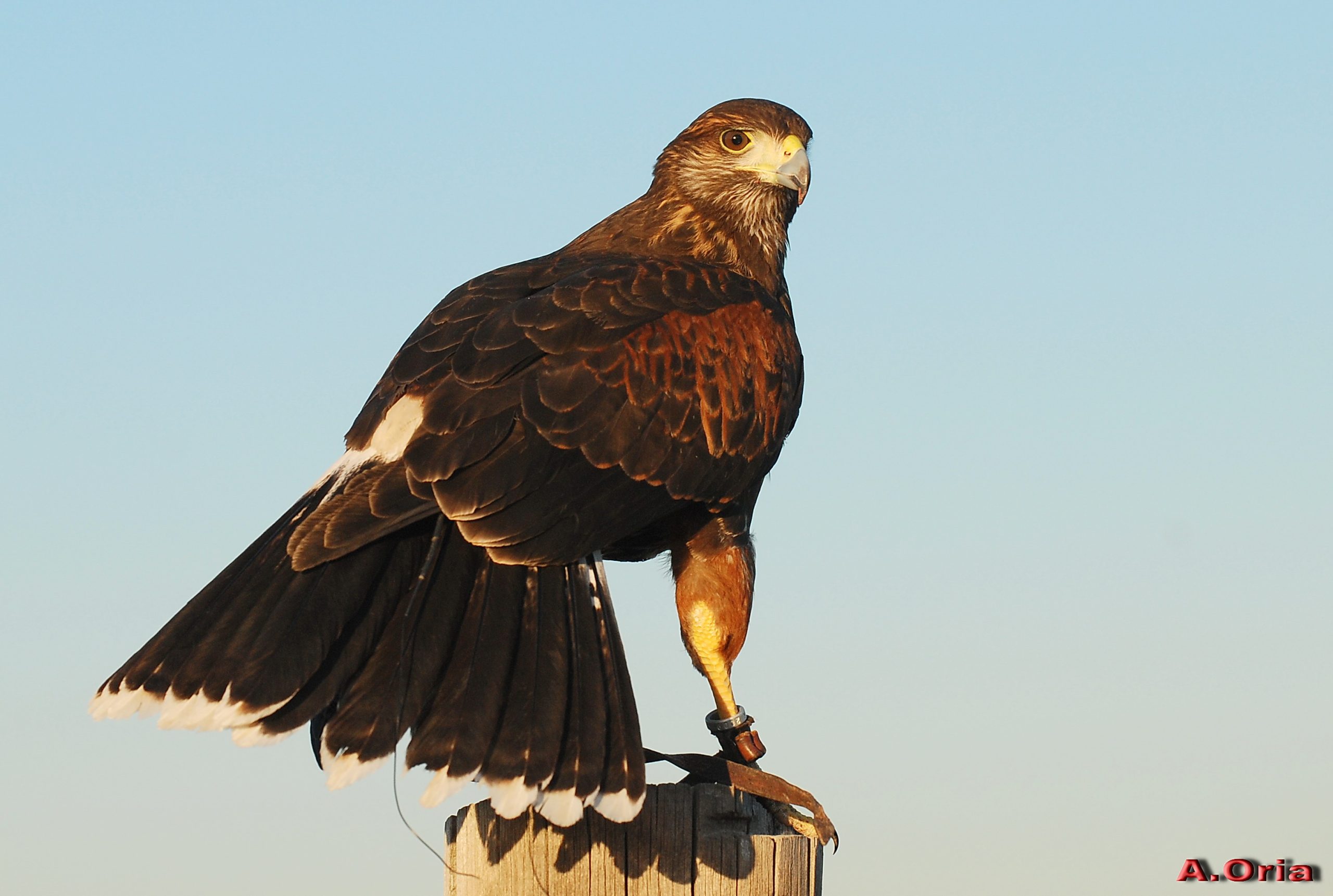 Control de Aves