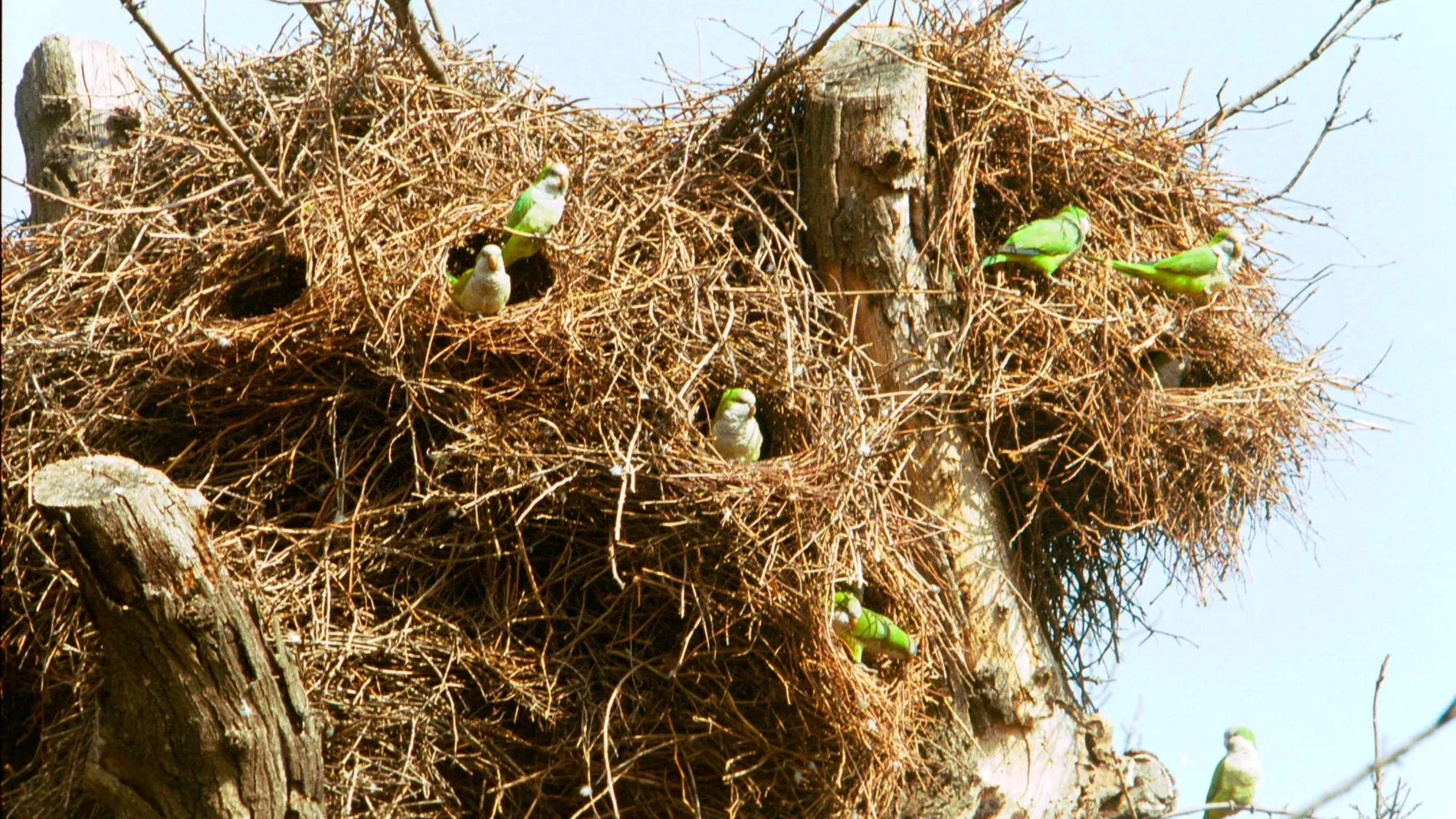 Control de Aves